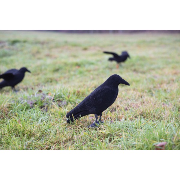 Beflockte Vollkörper Lockkrähe